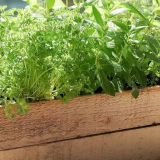 Лунен сеитбен календар за градинар и градинар за март 2022 г.: дати, благоприятни дни